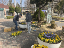 봄맞이 화분 작업
